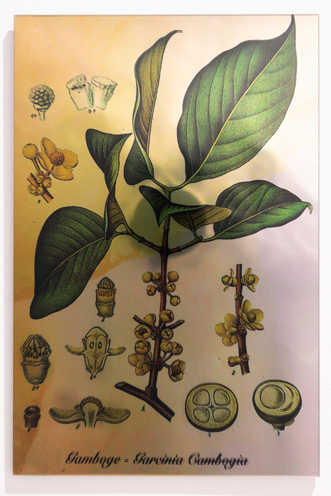 Janet Laurence, Plants Bleed Lakes (Gamboge), 2020