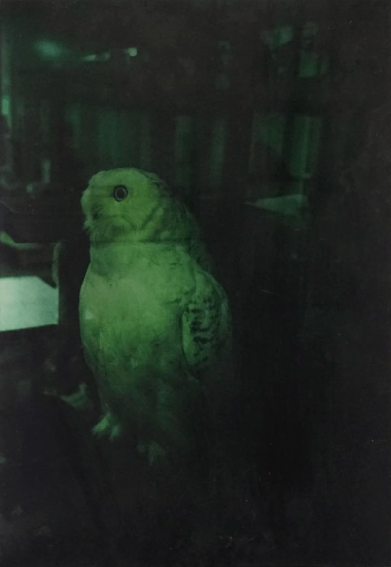 Janet Laurence, Owl, 2007