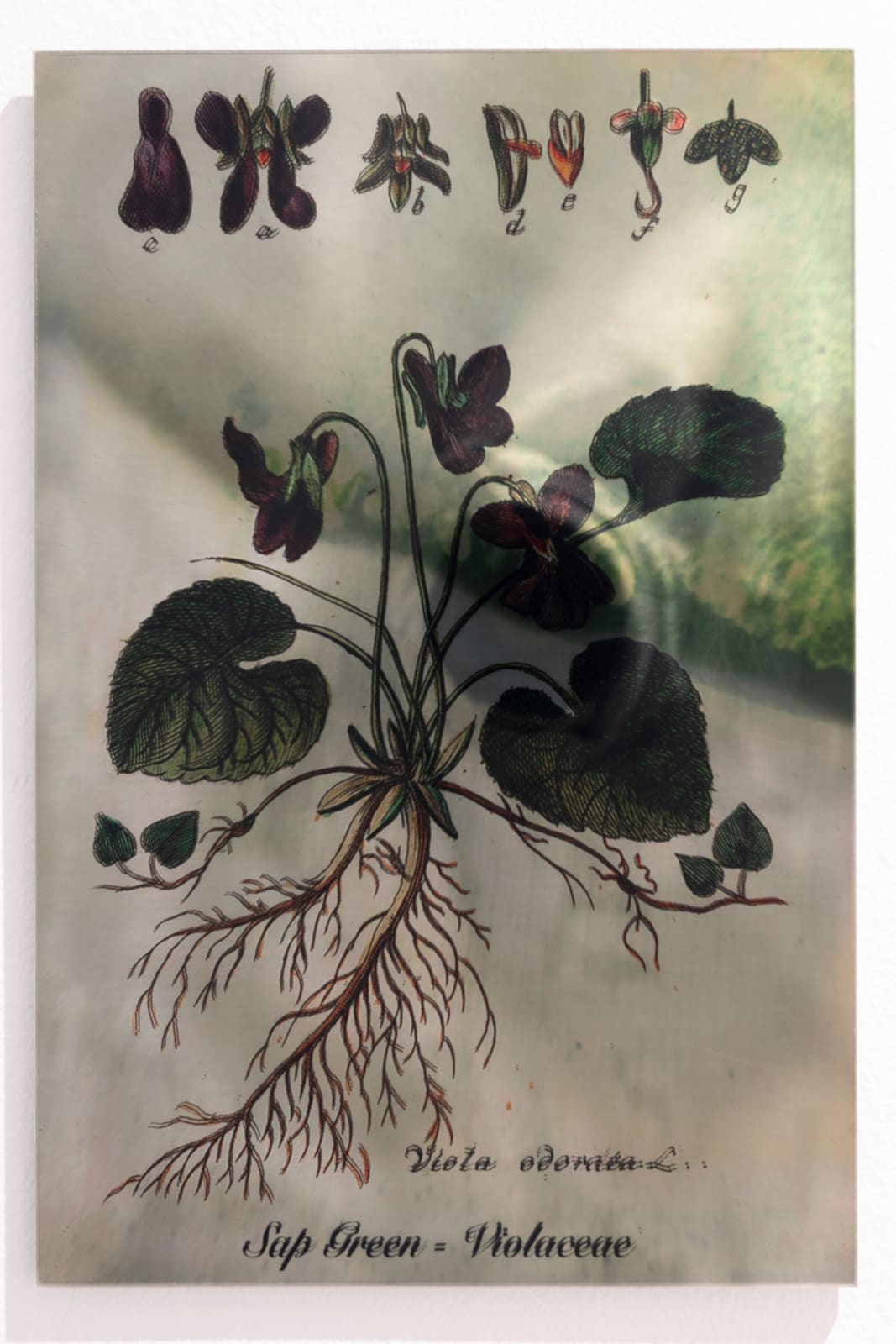 Janet Laurence, Plants Bleed Lakes (Sap Green), 2020
