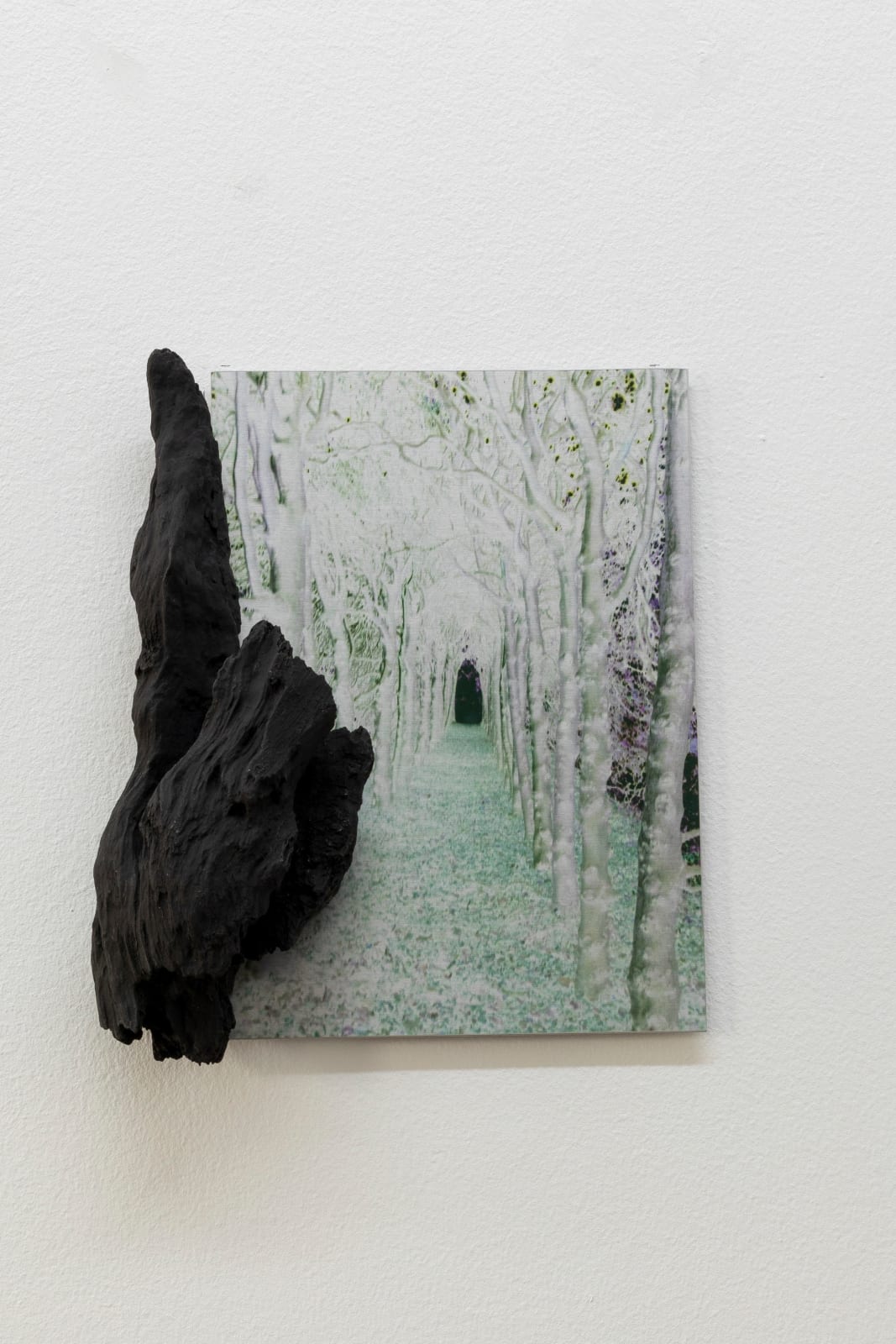 Janet Laurence, Into Wonder, 2024