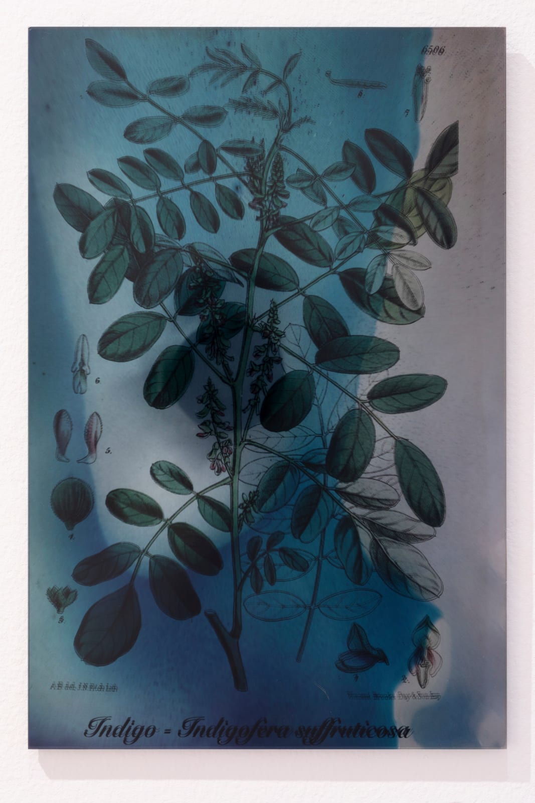 Janet Laurence, Plants Bleed Lakes (Indigo), 2020