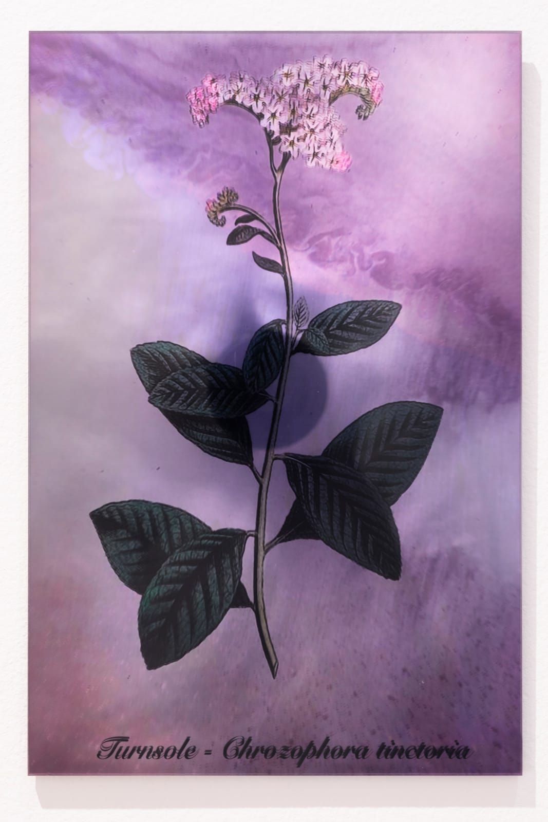 Janet Laurence, Plants Bleed Lakes (Turnsole), 2020