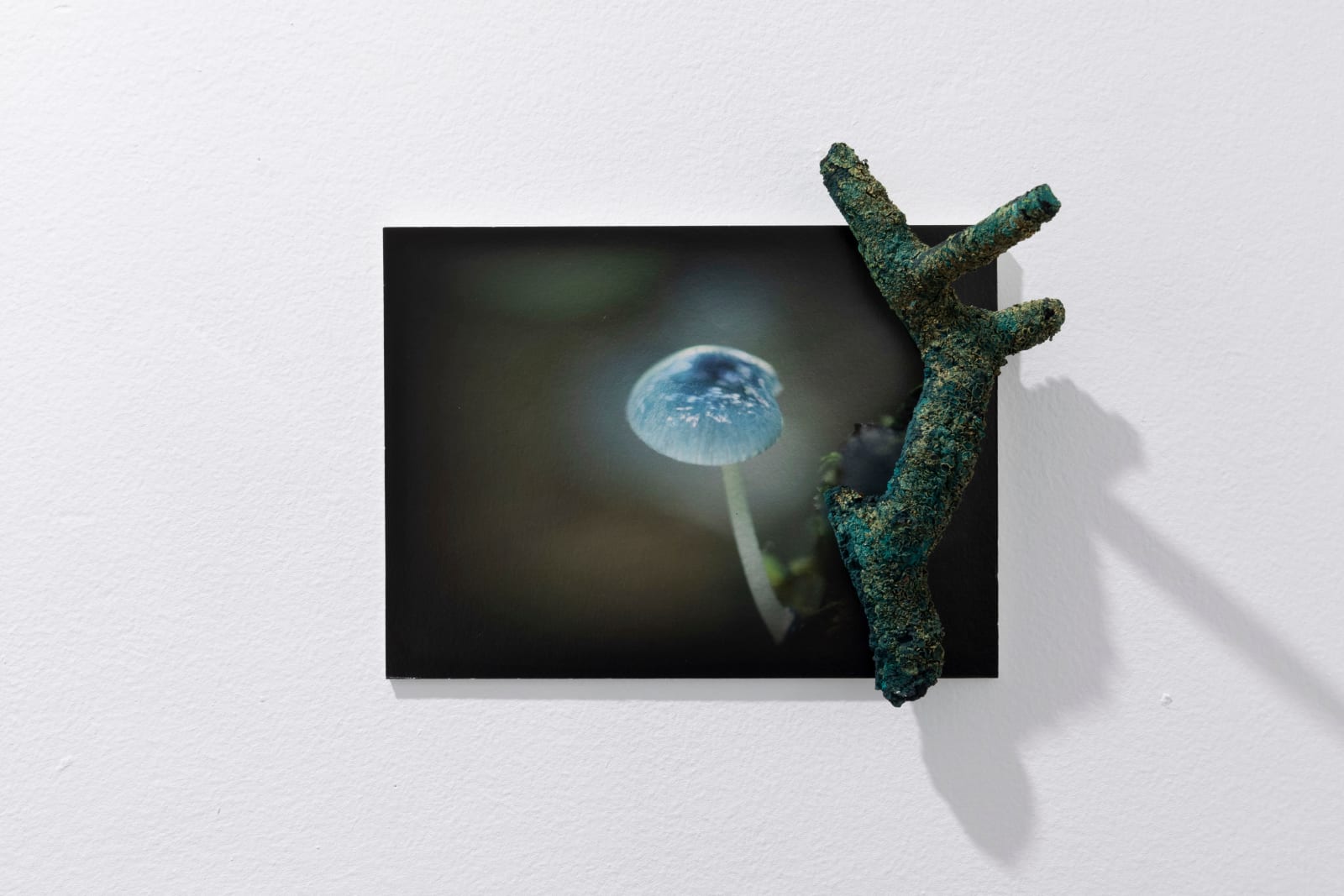 Janet Laurence, Secret of the Plant, 2024