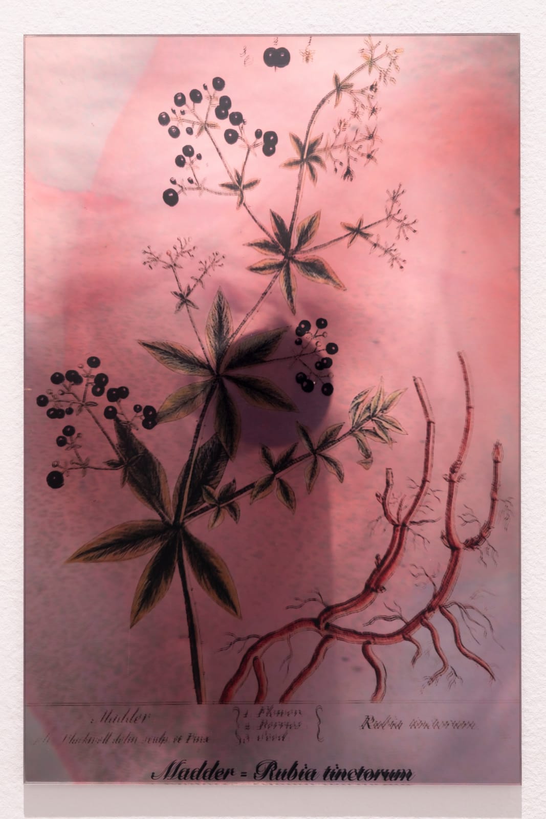Janet Laurence, Plants Bleed Lakes (Madder), 2020