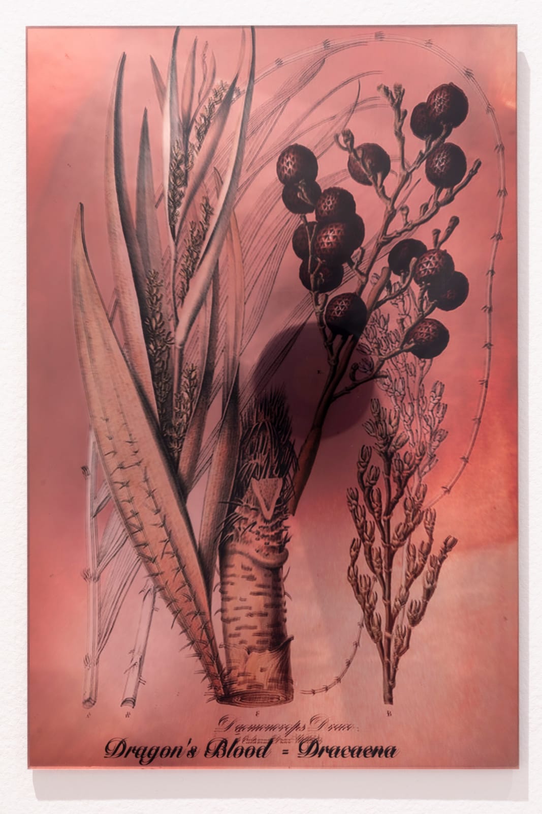 Janet Laurence, Plants Bleed Lakes (Dragon's Blood), 2020