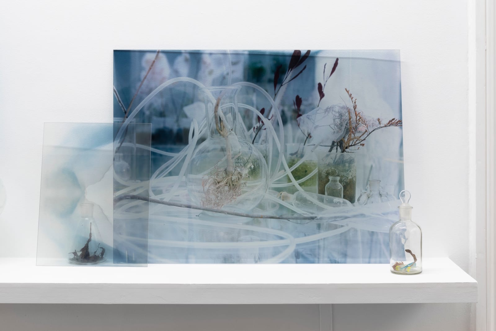 Janet Laurence, Healing from Beneath I, 2024