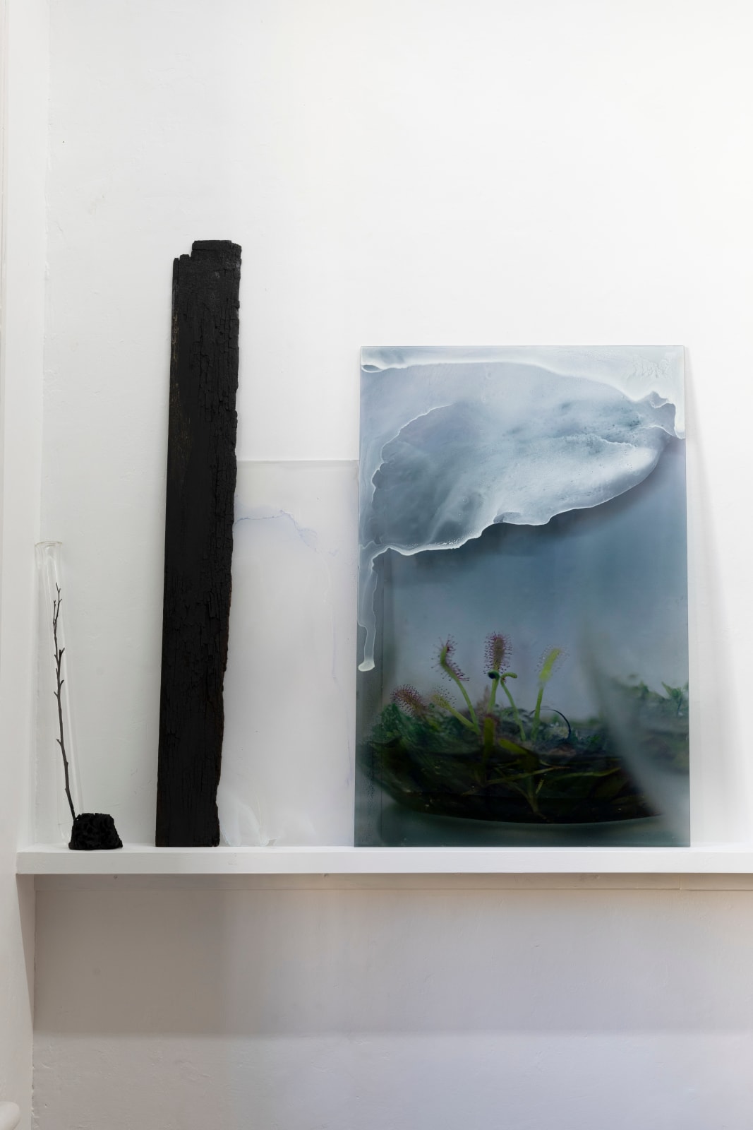 Janet Laurence, Restorative Garden, 2024