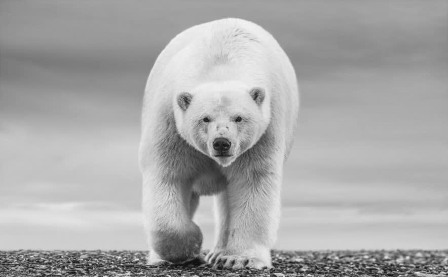 David Yarrow, The North Slope, 2018