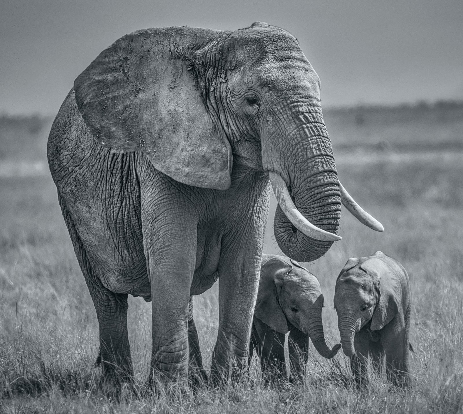 David Yarrow, Twins, 2020