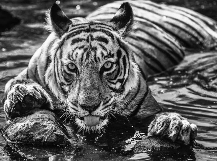David Yarrow, The Queen of Ranthambore, 2018