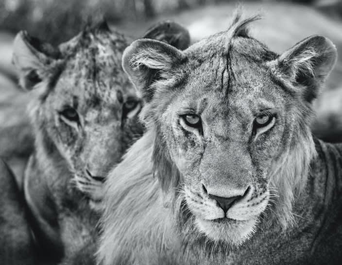 David Yarrow, The Boys Are Back in Town, 2019