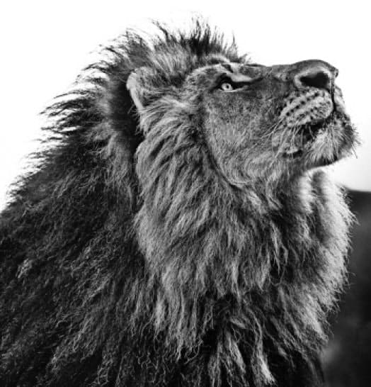 David Yarrow, Nkosi Sikelel' Iafrika, 2015