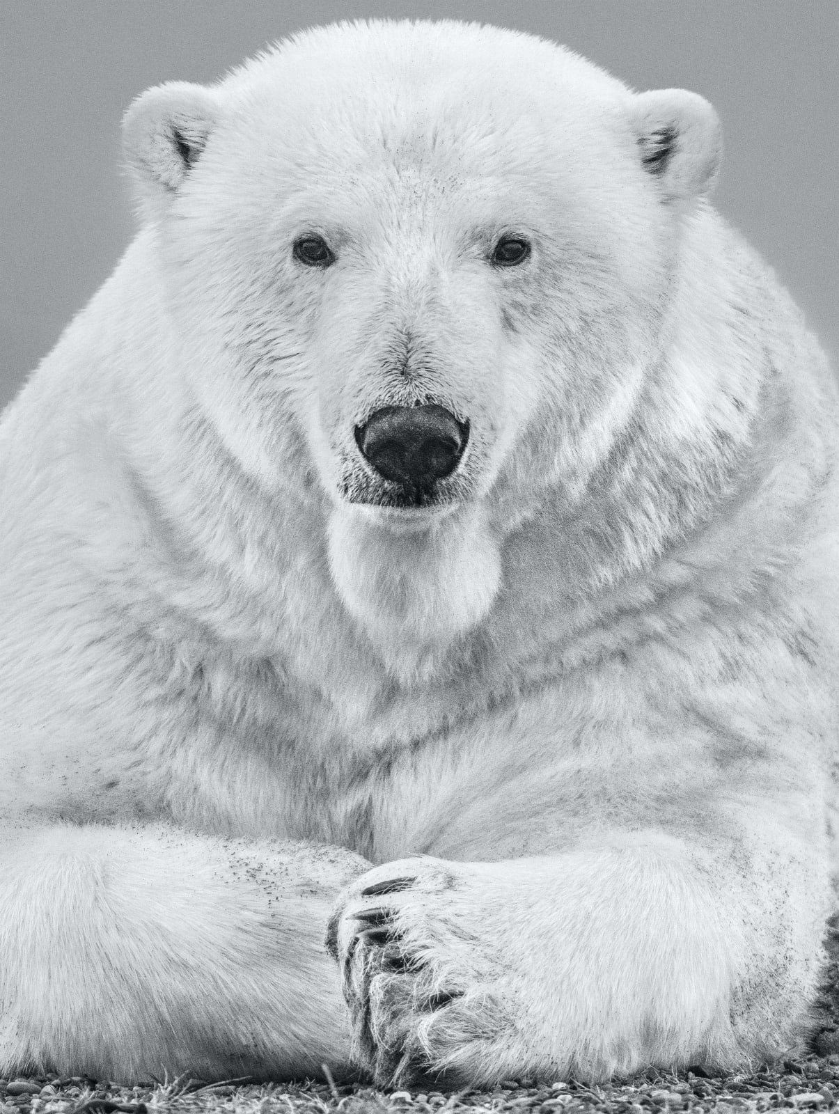 David Yarrow, The Statesman, 2020