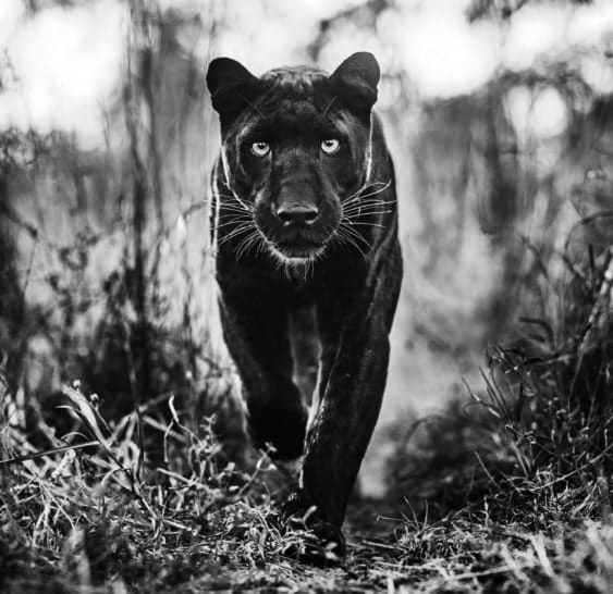 David Yarrow, The Superhero, 2019