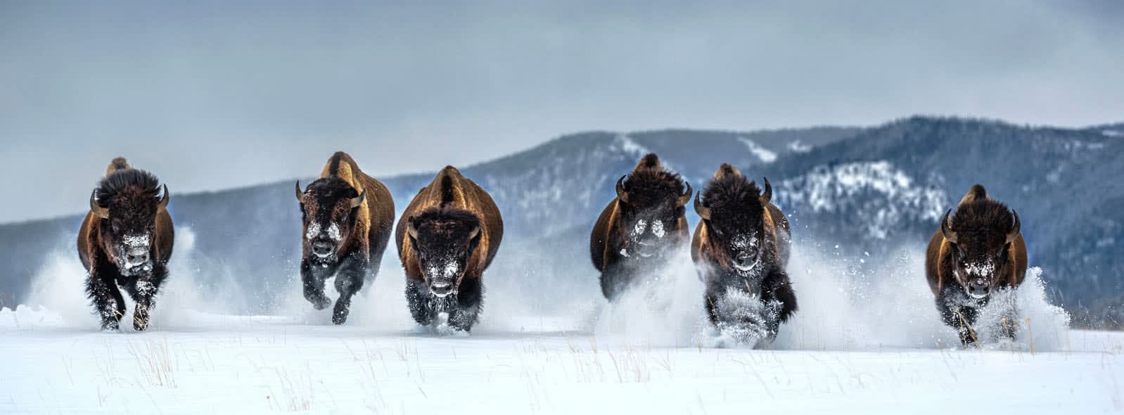 David Yarrow, The Bills (Color), 2021