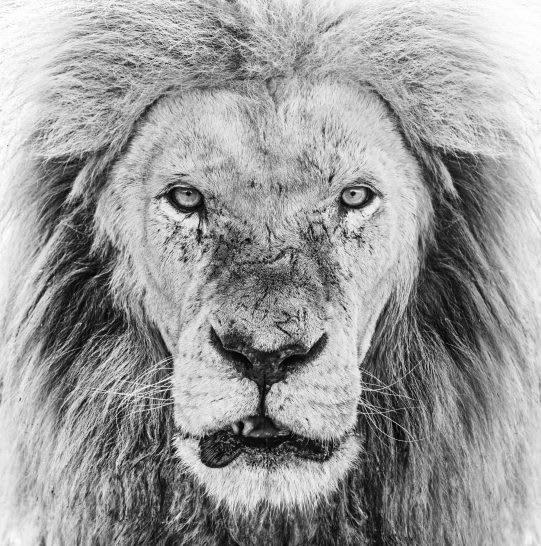 David Yarrow, Ghost Story, 2020