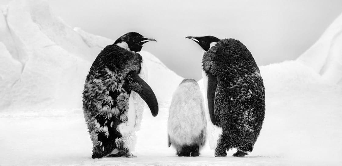 David Yarrow, Who's Gonna Tell Him, 2022