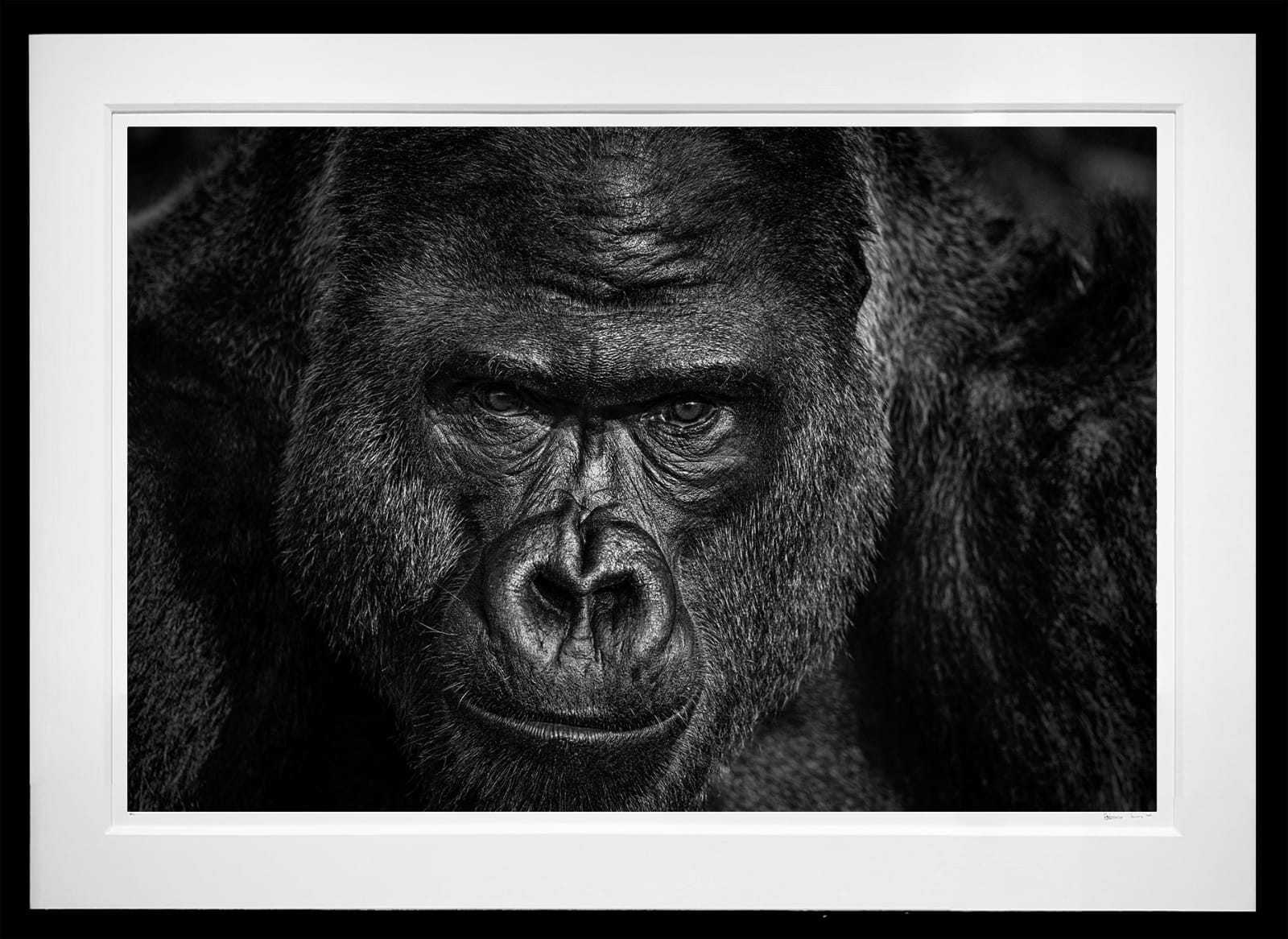 David Yarrow, Elmo, 2023