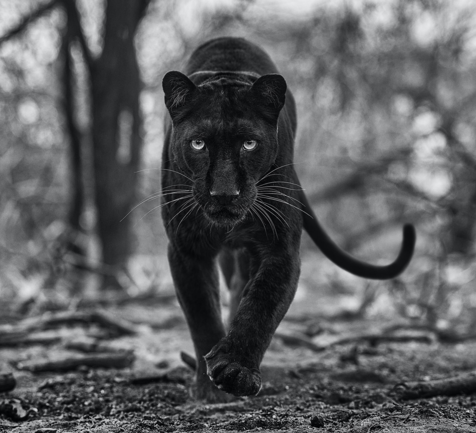 David Yarrow, Remains of The Day, 2021