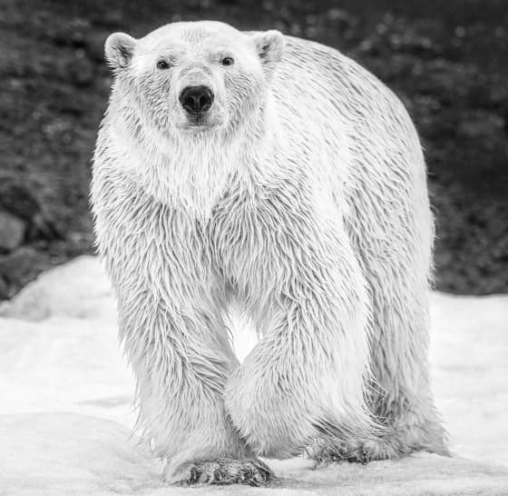 David Yarrow, Rush, 2017