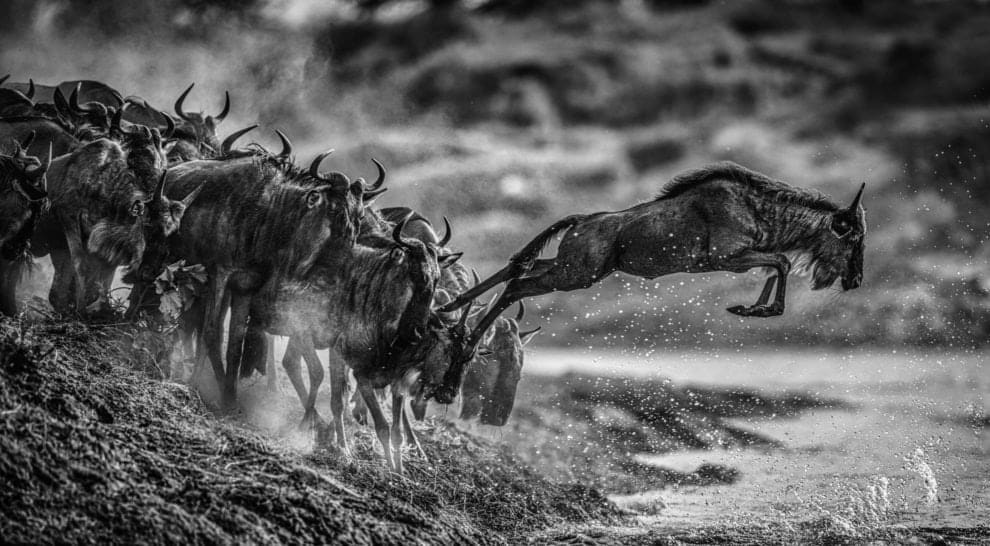 David Yarrow, Follow The Leader, 2020