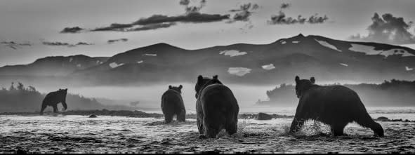 David Yarrow, Bear Market, 2023