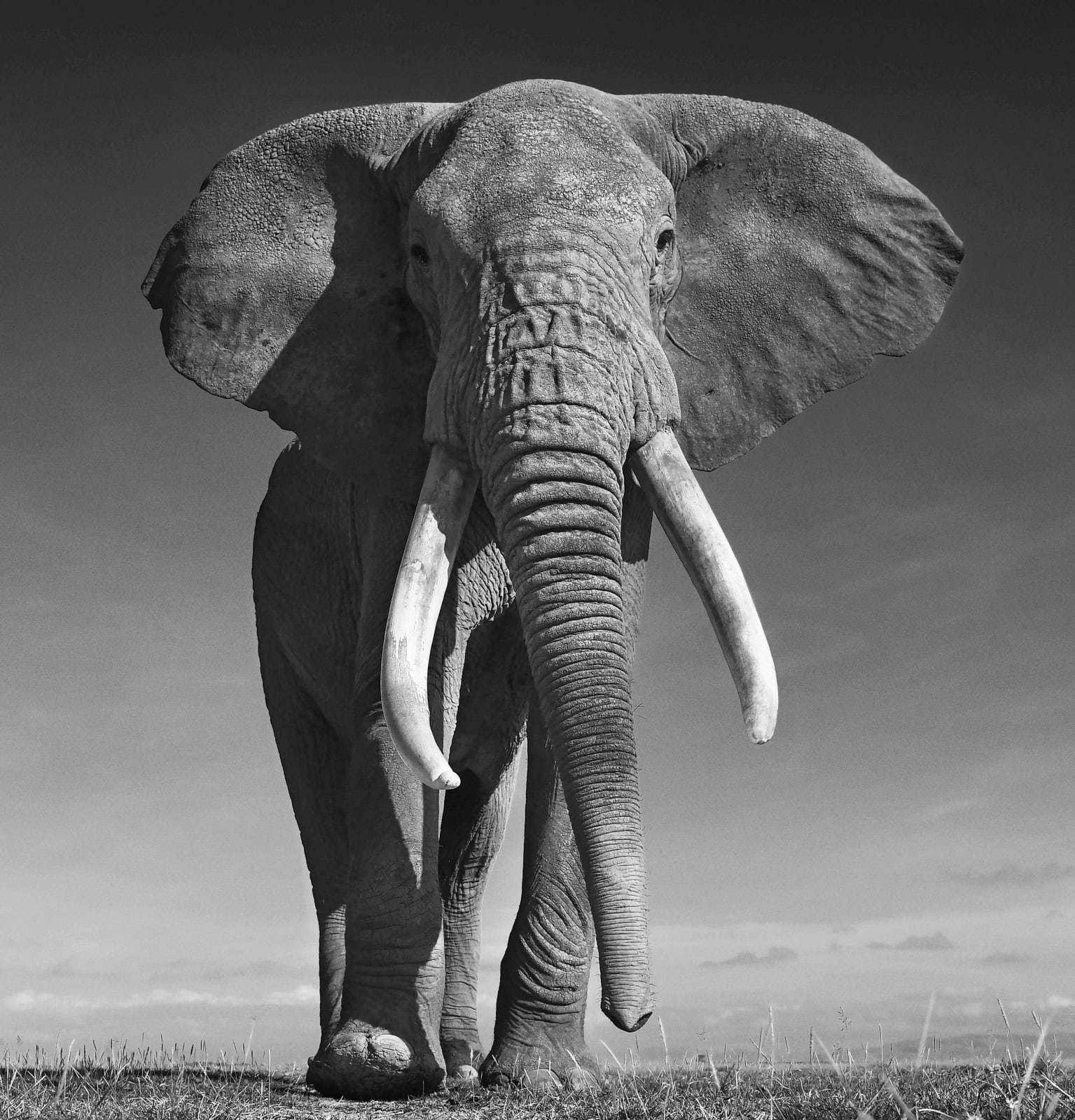 David Yarrow, The Don, 2017