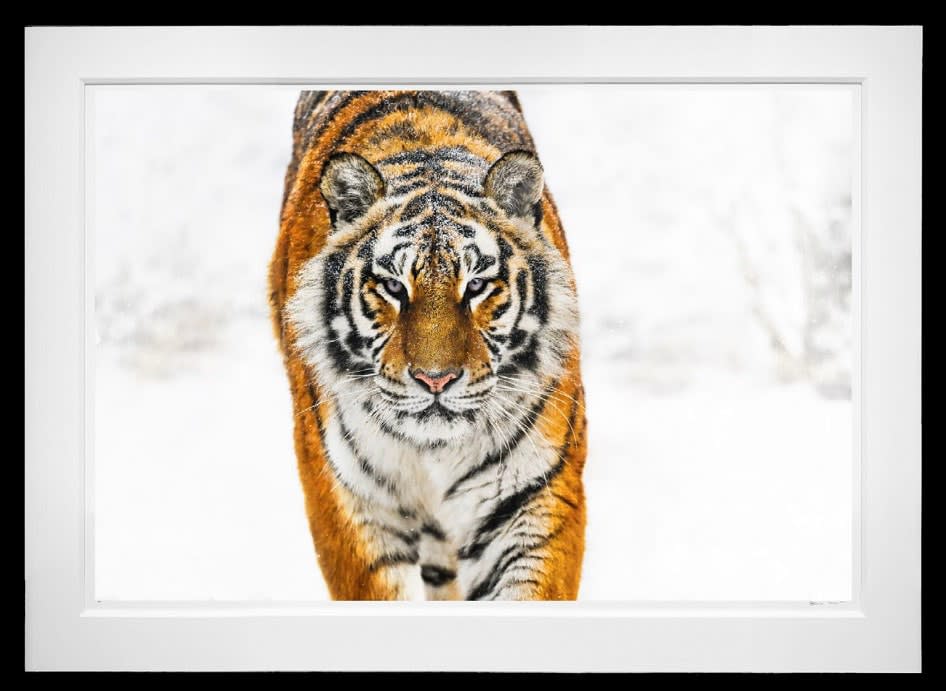 David Yarrow, Snowcat, 2024