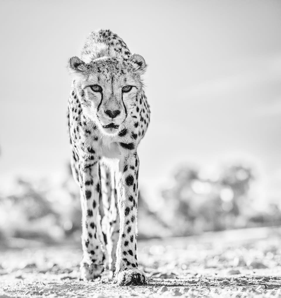 David Yarrow, Hot Legs II, 2019