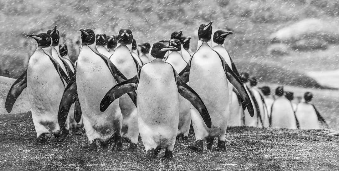David Yarrow, Napoleon, 2018