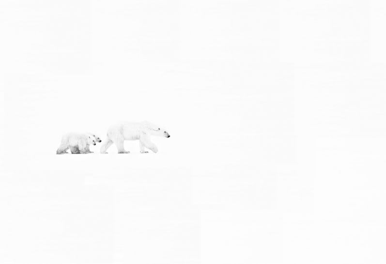 David Yarrow, White Out, 2015