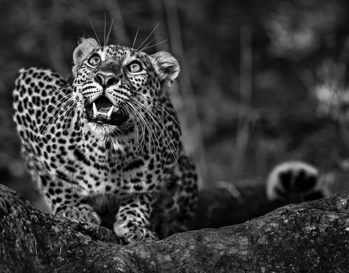 David Yarrow, Ground Alert, 2016