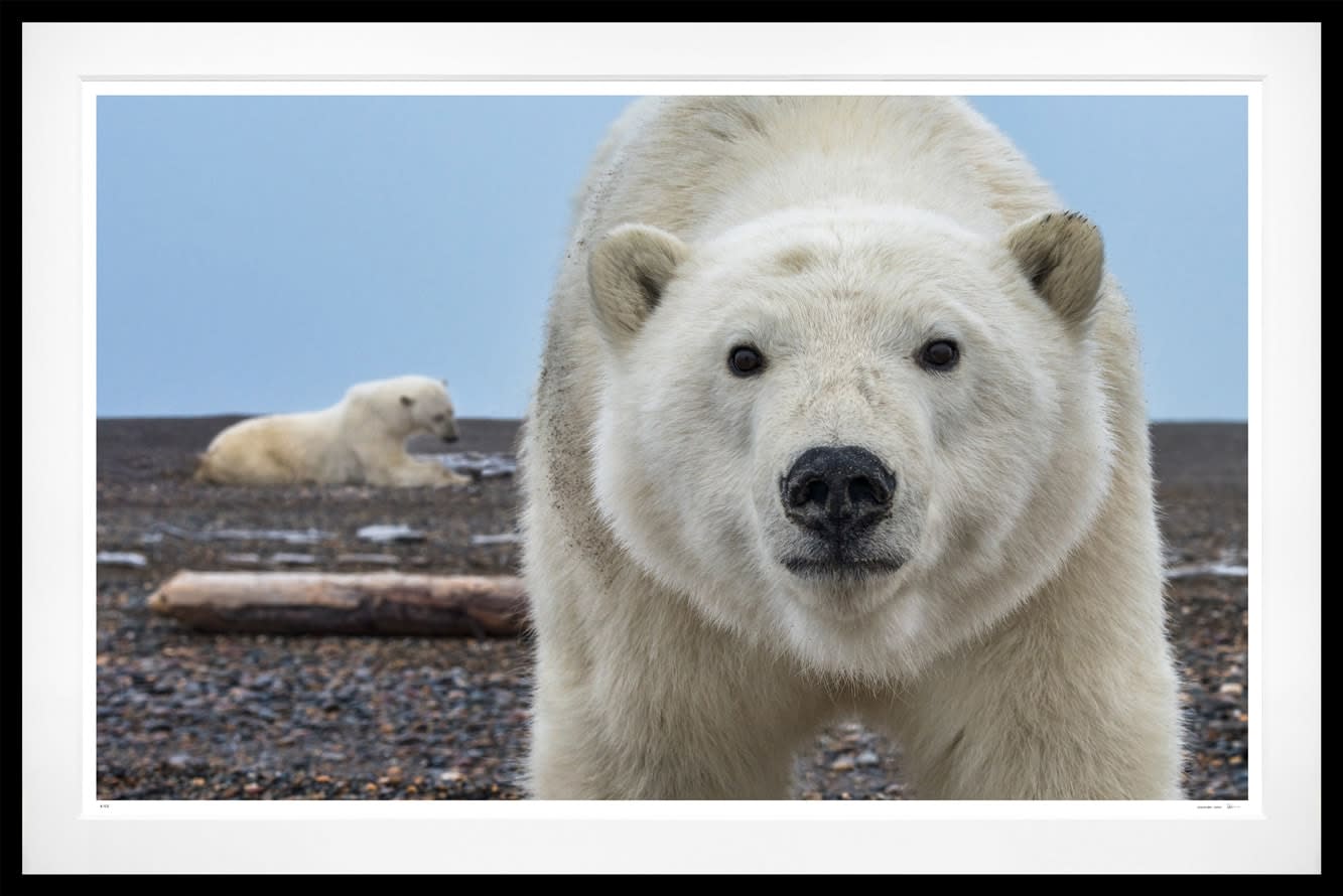 David Yarrow, Hello (Color), 2025