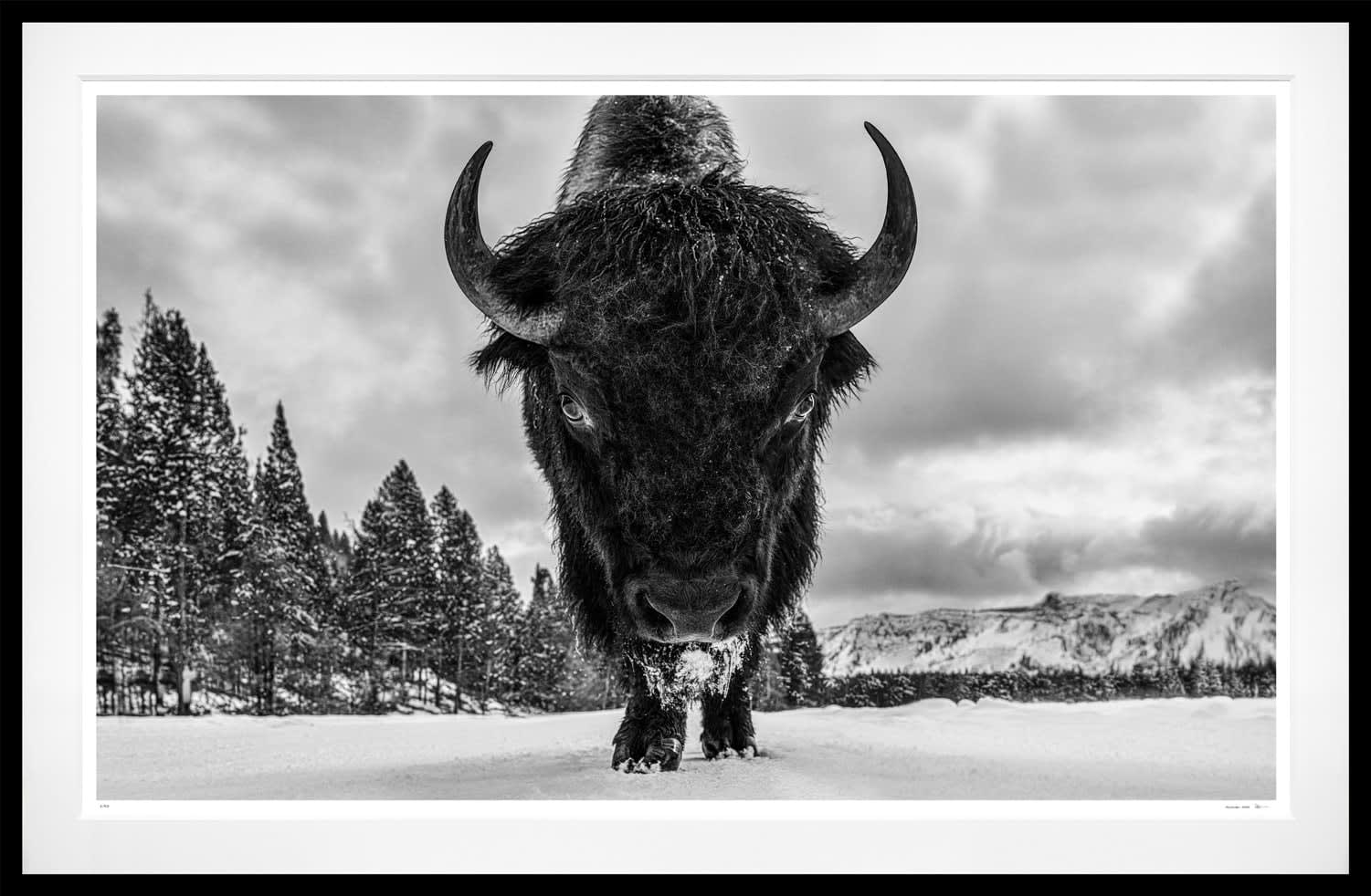 David Yarrow, Road Rage, 2026