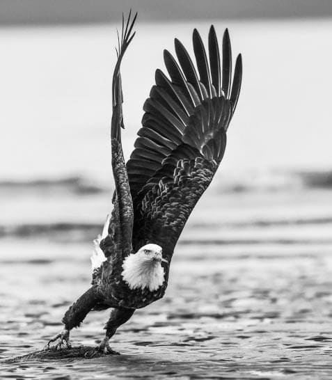 David Yarrow, Take Off, 2017
