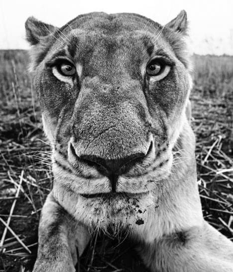 David Yarrow, The Hunger Games, 2016
