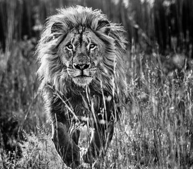 David Yarrow, The Full Nine Yards