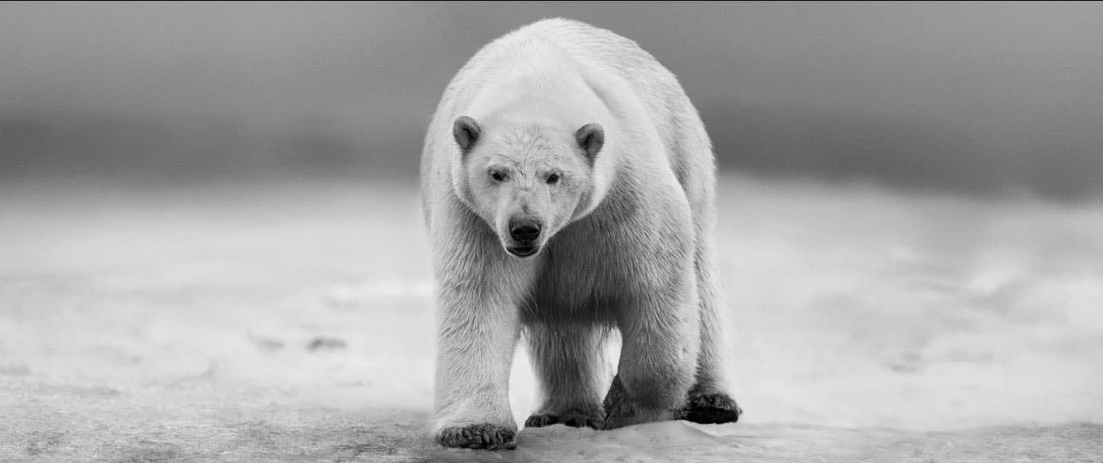 David Yarrow, No Time To Kill, 2025
