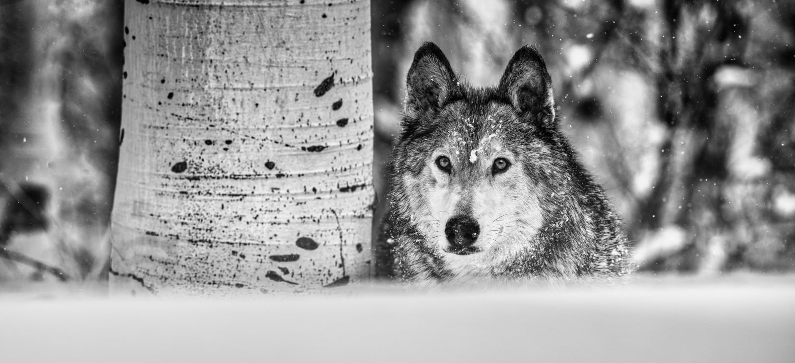David Yarrow, The Power of the Dog, 2022