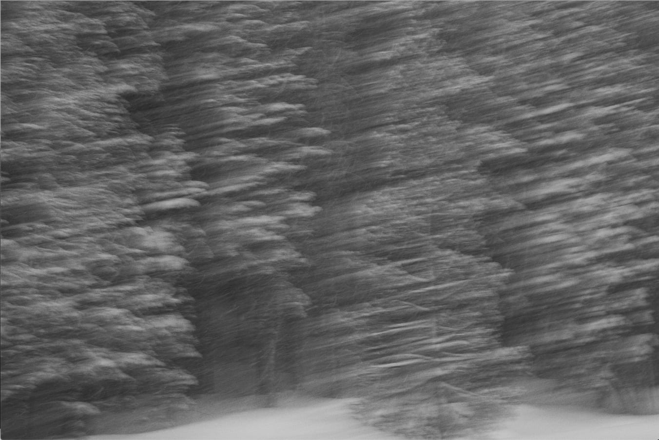 Kimberly Ovitz, Red Firs (dyptich), 2020