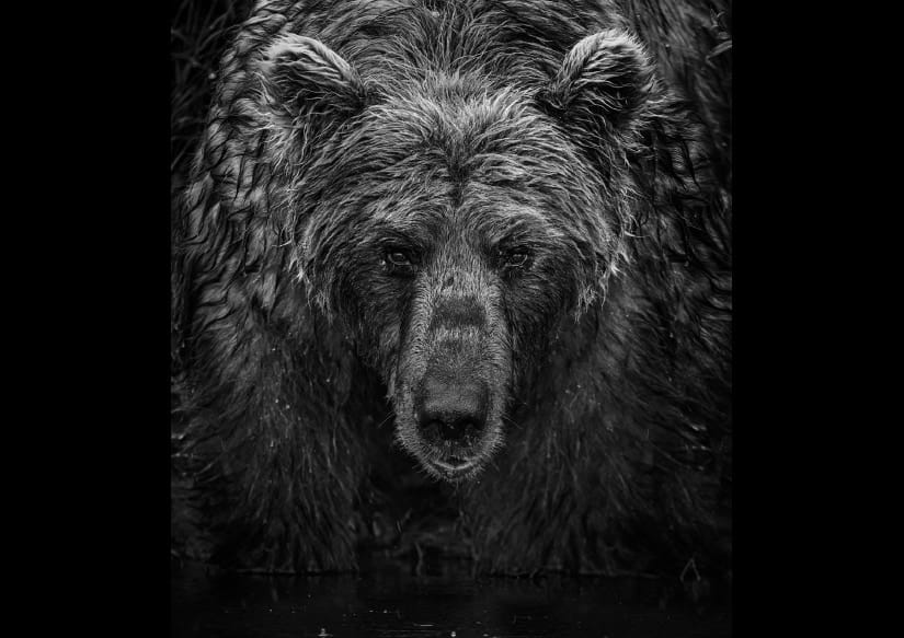 David Yarrow, Wet Wet Wet, 2023