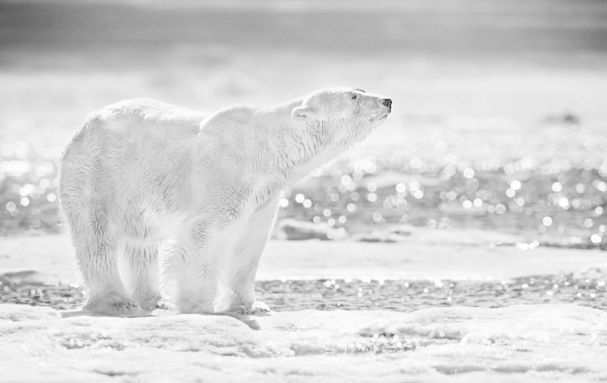 David Yarrow, The Emperor Of The North