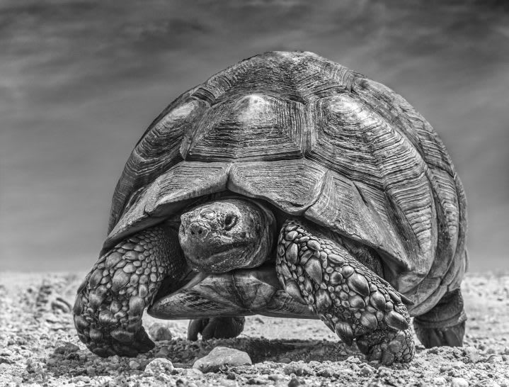 David Yarrow, Chinese Takeaway, 2019