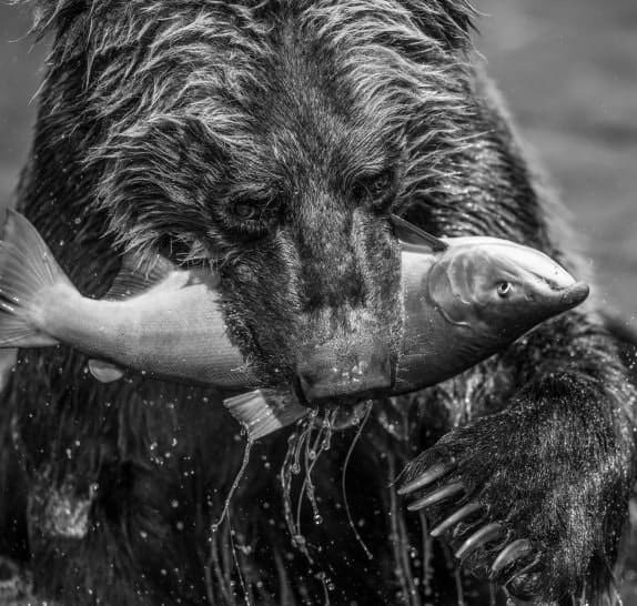 David Yarrow, Primeval, 2017