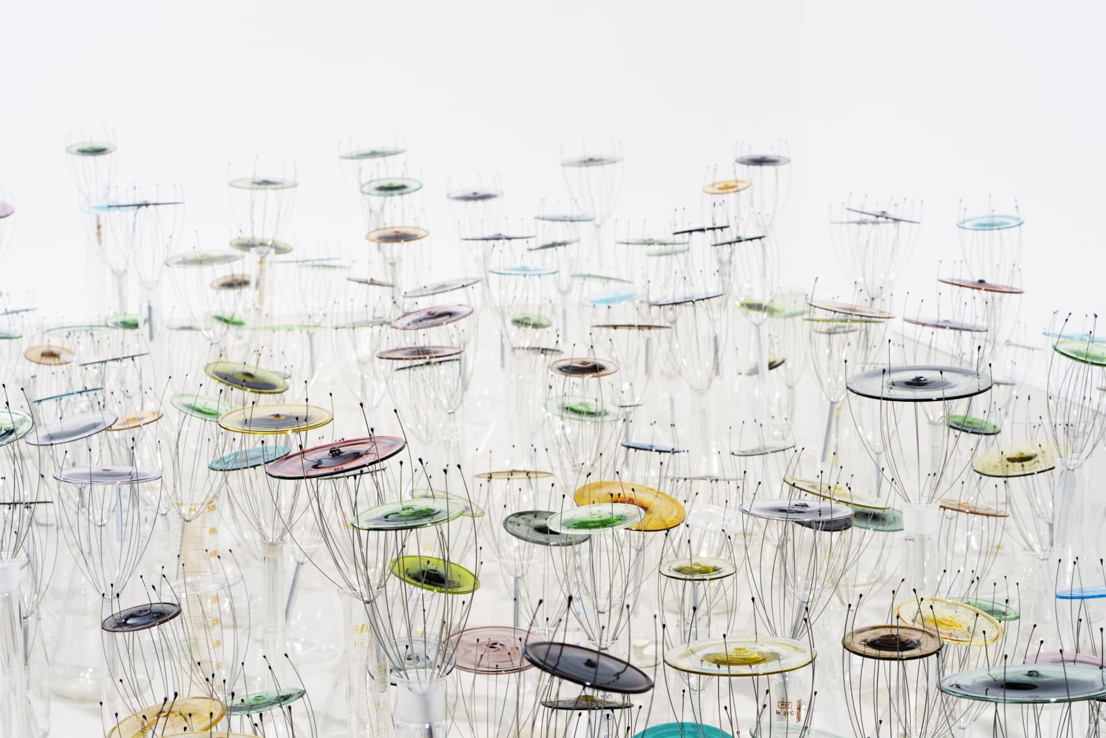 Cate Wind, Sorry to the flowers, 2019