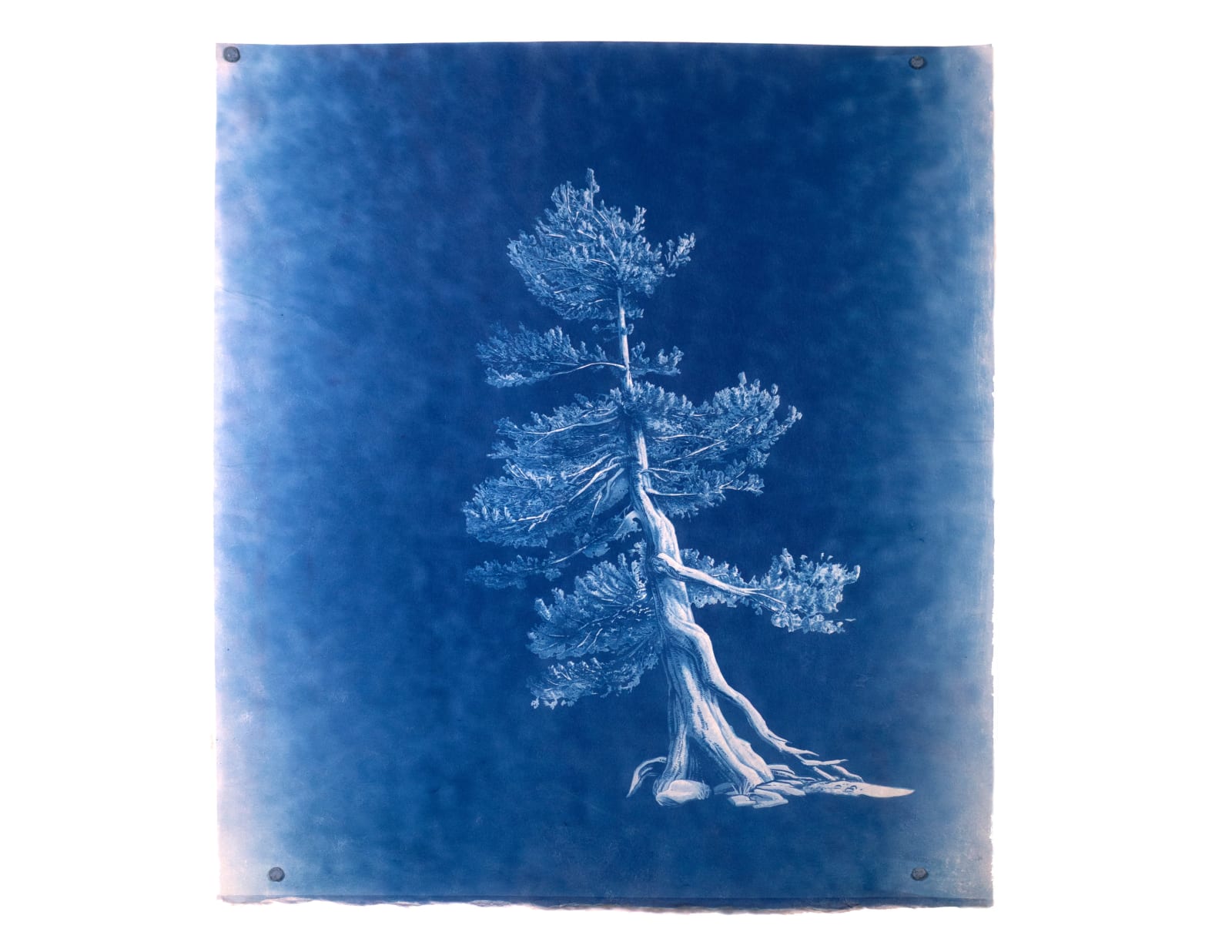 LigoranoReese, White Bark Pine (Pinus albicaulis), 2024