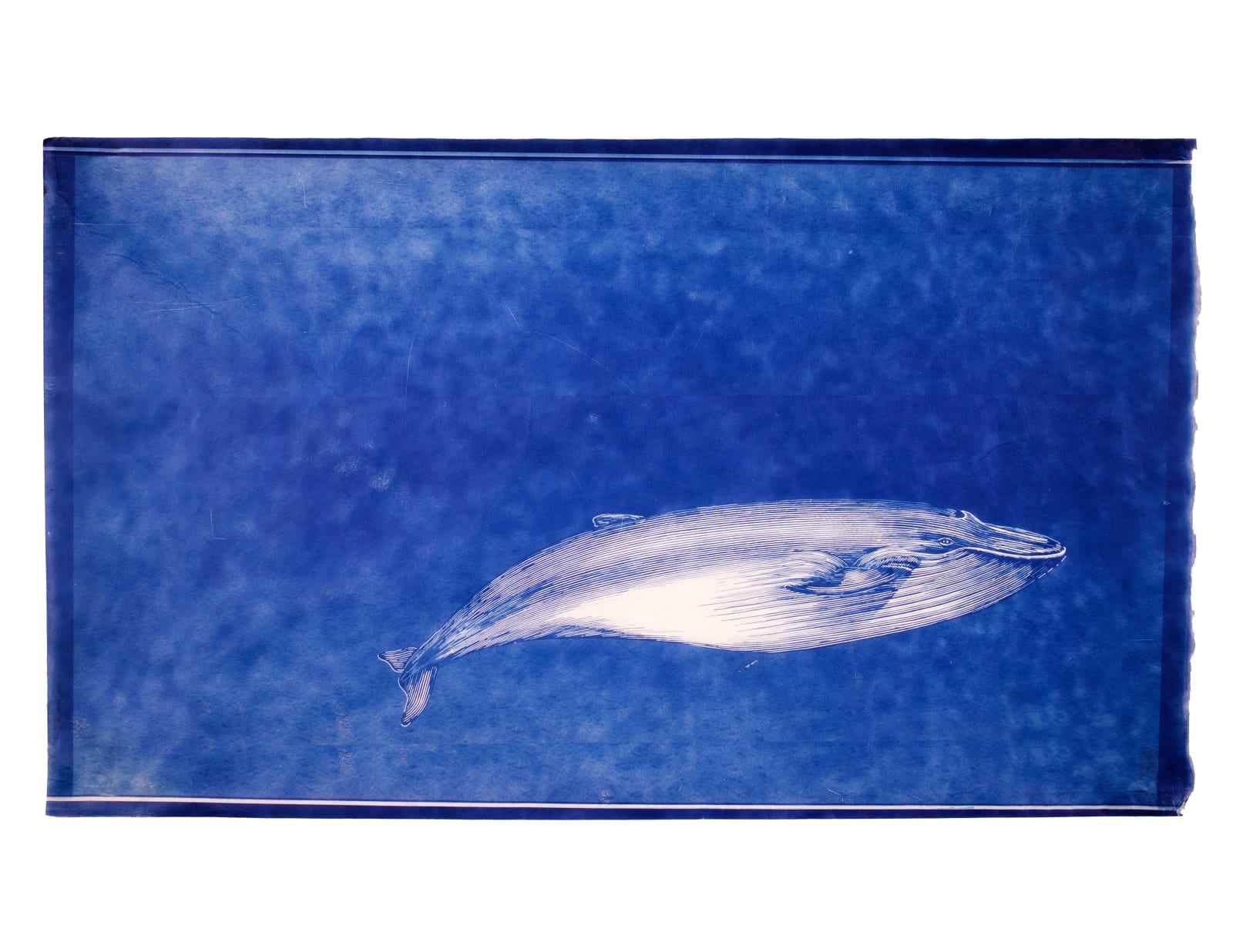 LigoranoReese, Blue Whale (Balaenoptera musculu), 2024
