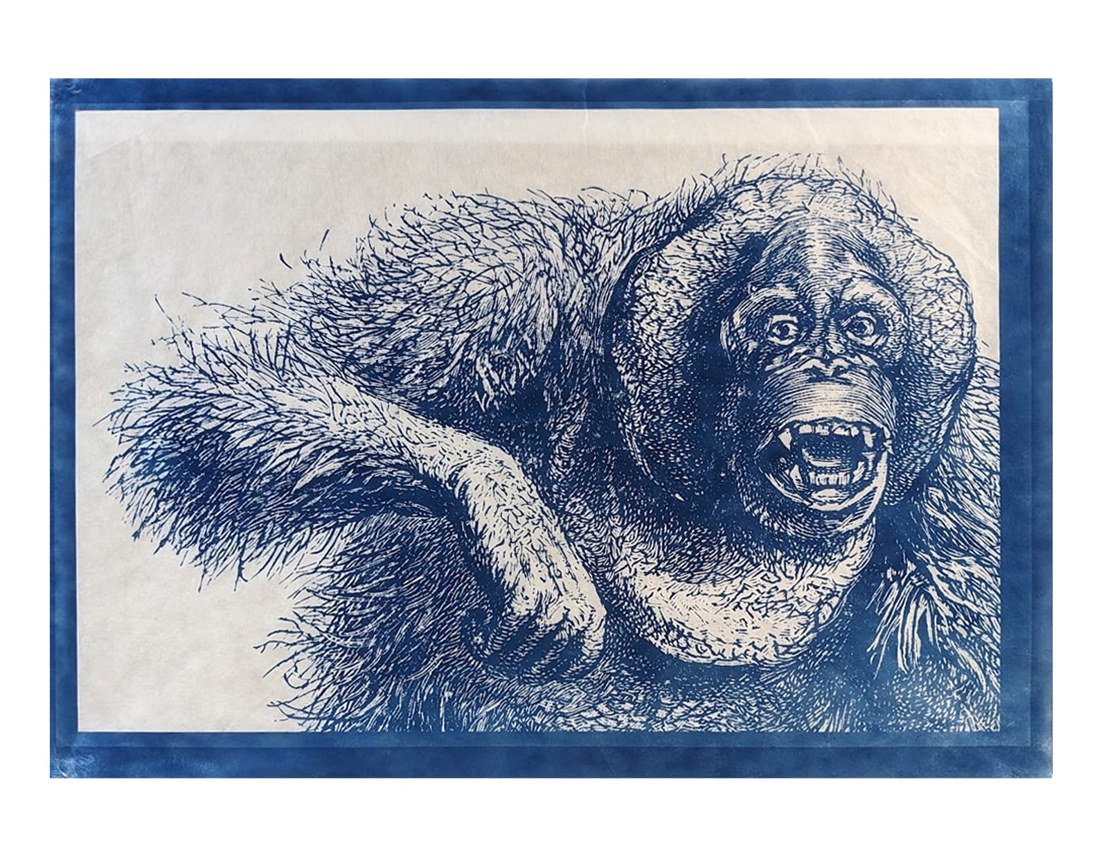 LigoranoReese, Orangutan (Pongo pygmaeus), 2024