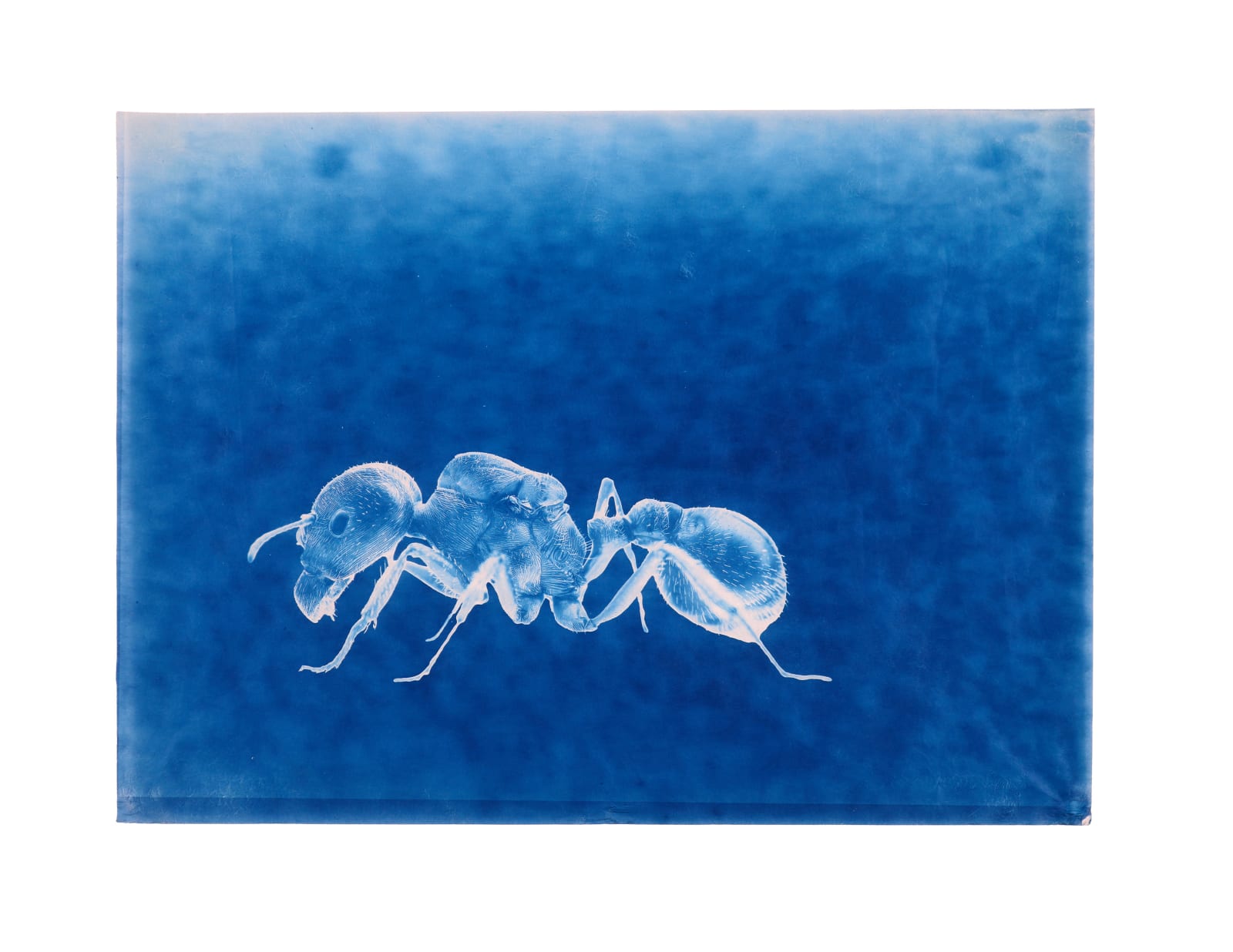LigoranoReese, Florida Harvester Ant (Pogonomyrmex badius), 2024
