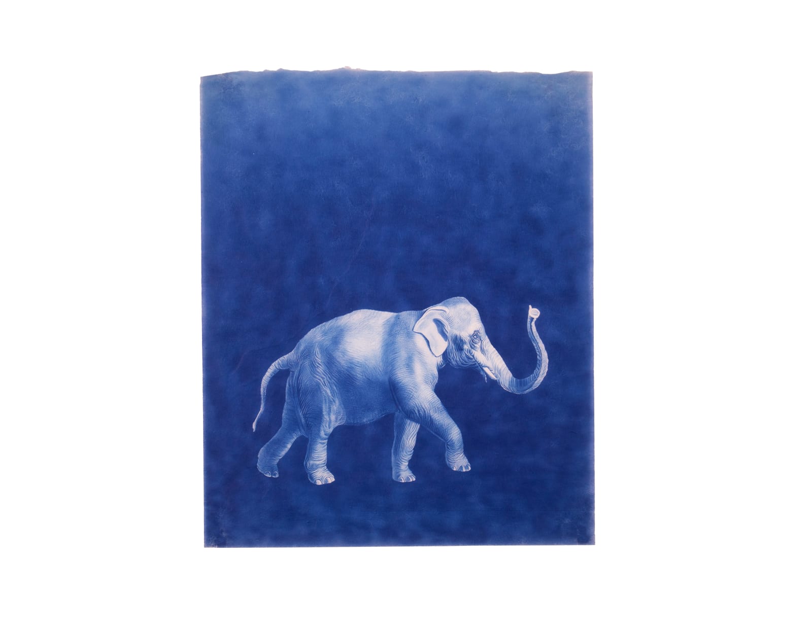 LigoranoReese, Indian Elephant (Elephas maximus indicus), 2024